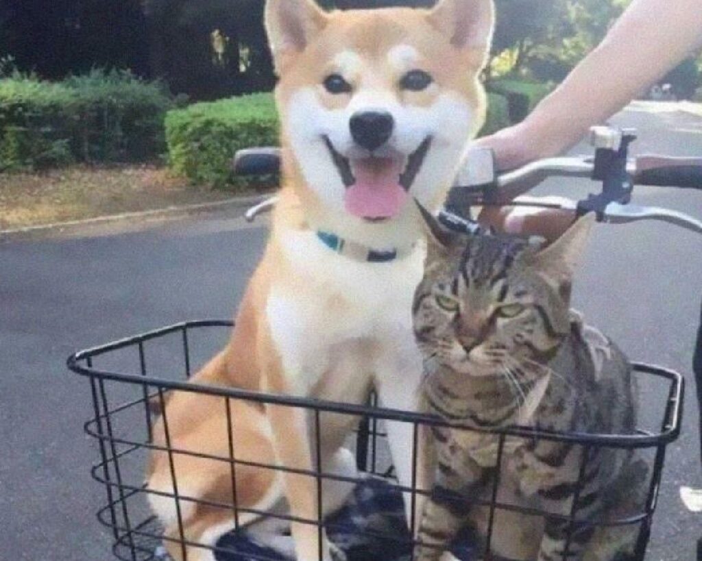 gatto con cane su bici