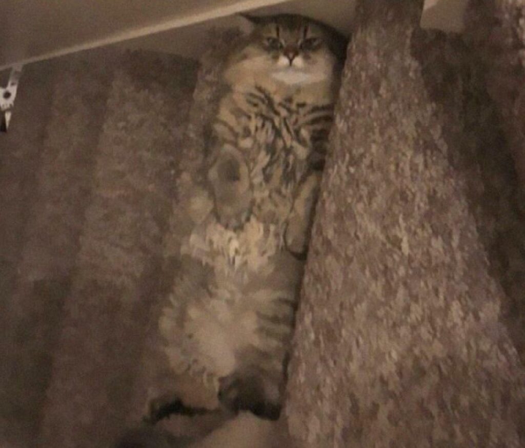 gatto sdraiato su scale