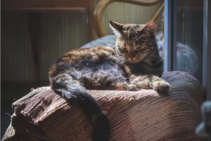8 foto di gatti abbastanza permalosi che non accettano le coccole dei proprietari