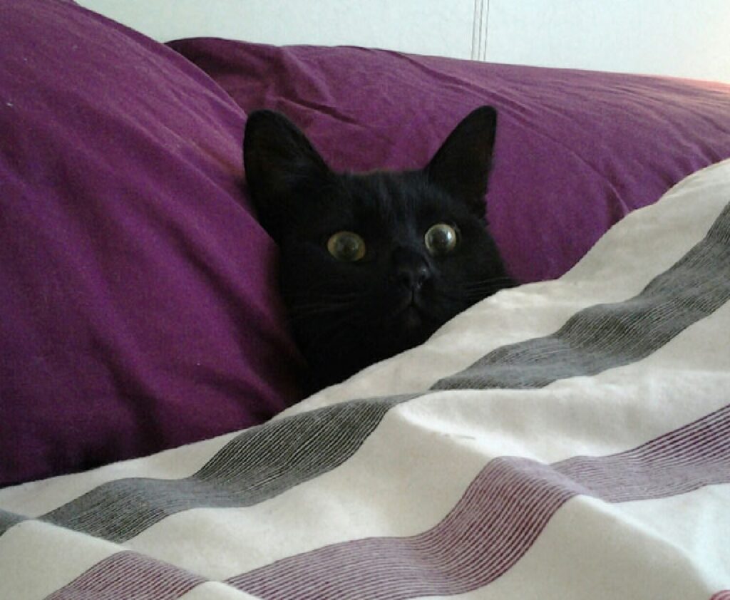 gatto nero letto viola