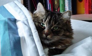 8 foto di gatti amanti delle coperte e dei riposini al calduccio