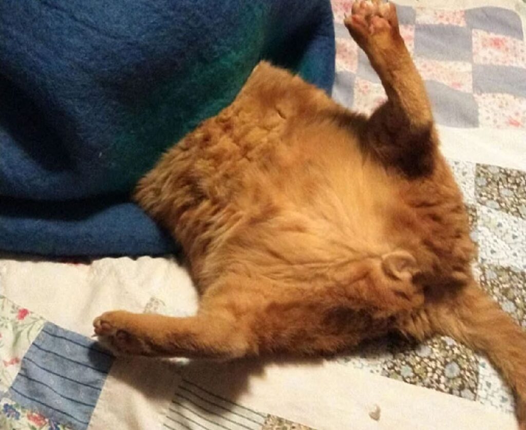 gatto rosso testa sotto lenzuola