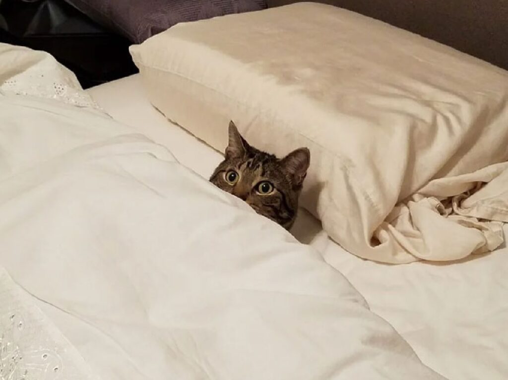 gatto sotto lenzuola completamente