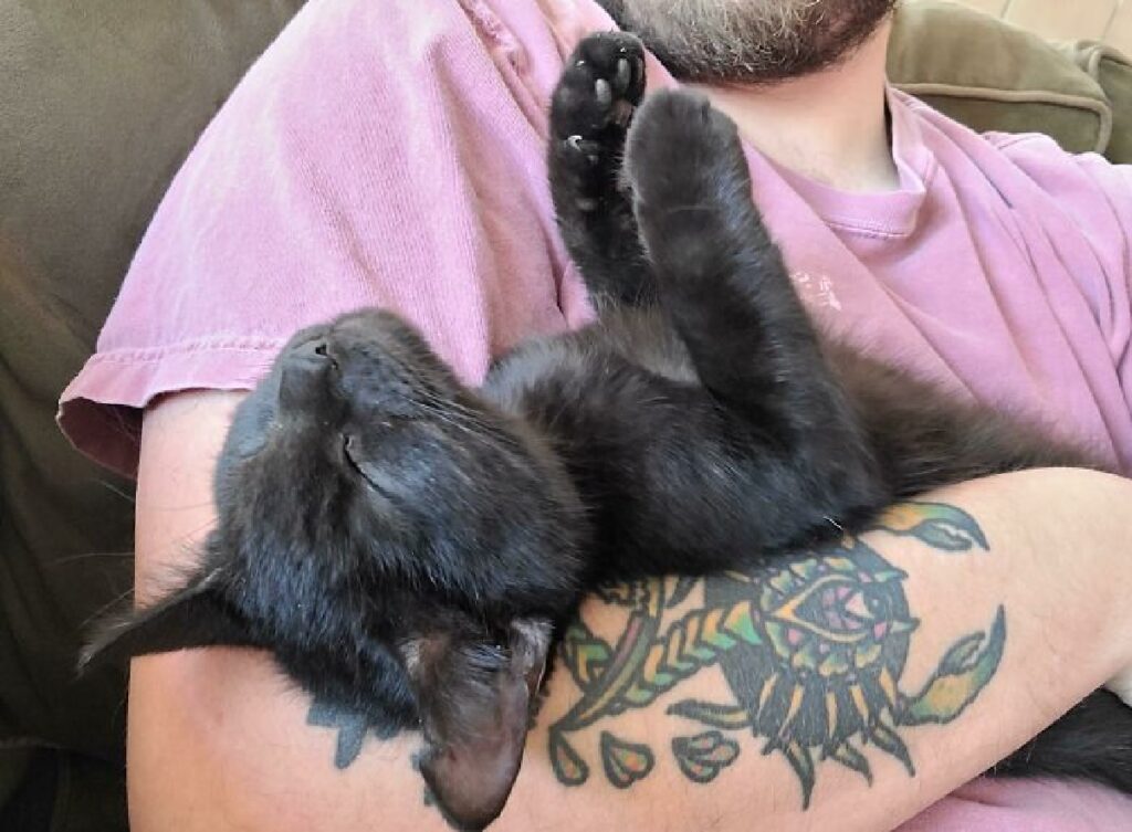 gatto nero fra le braccia di papà