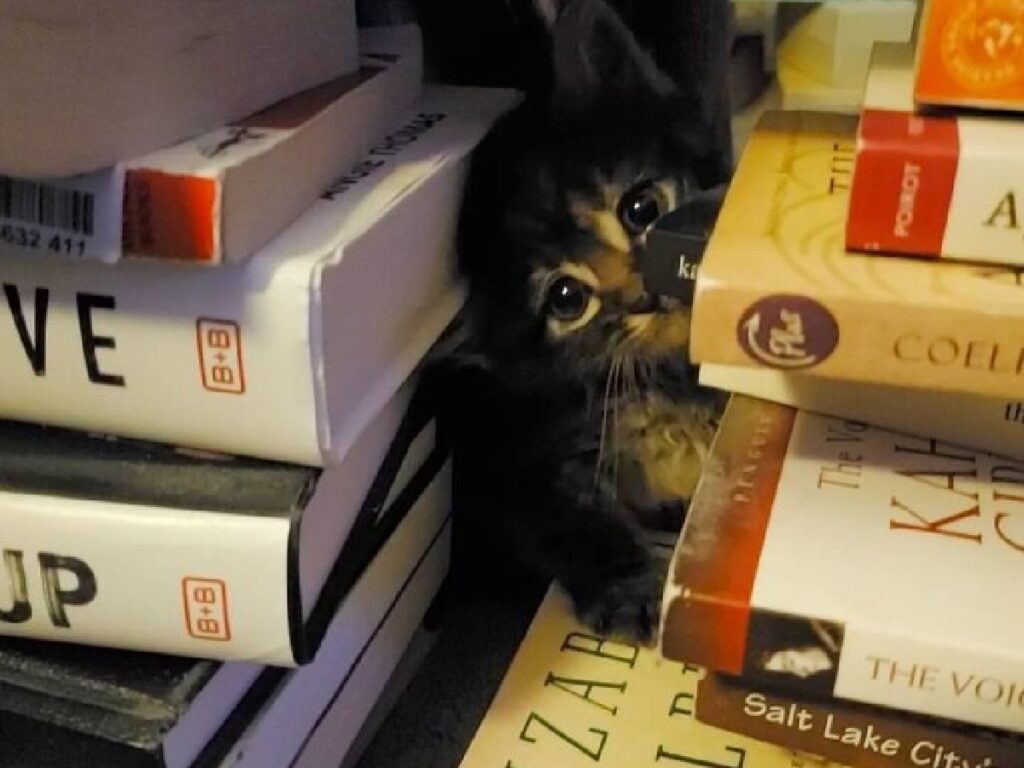 gatto si trova fra i libri