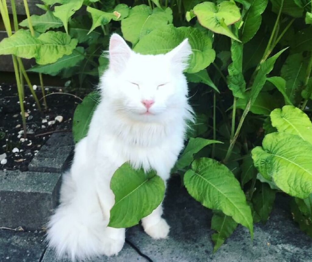 gatto bianco gioca in giardino