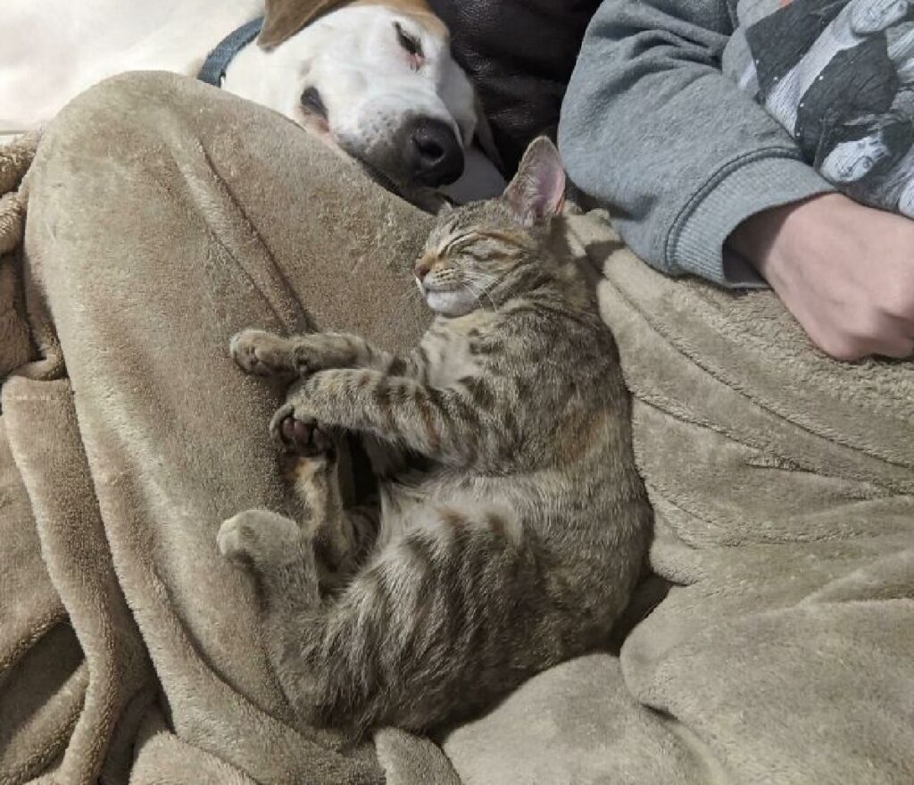 gatto grigio sopra coperte