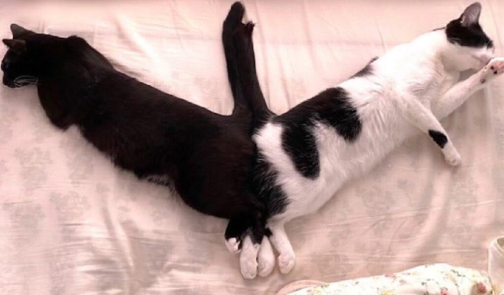 gatti coda unita sul letto