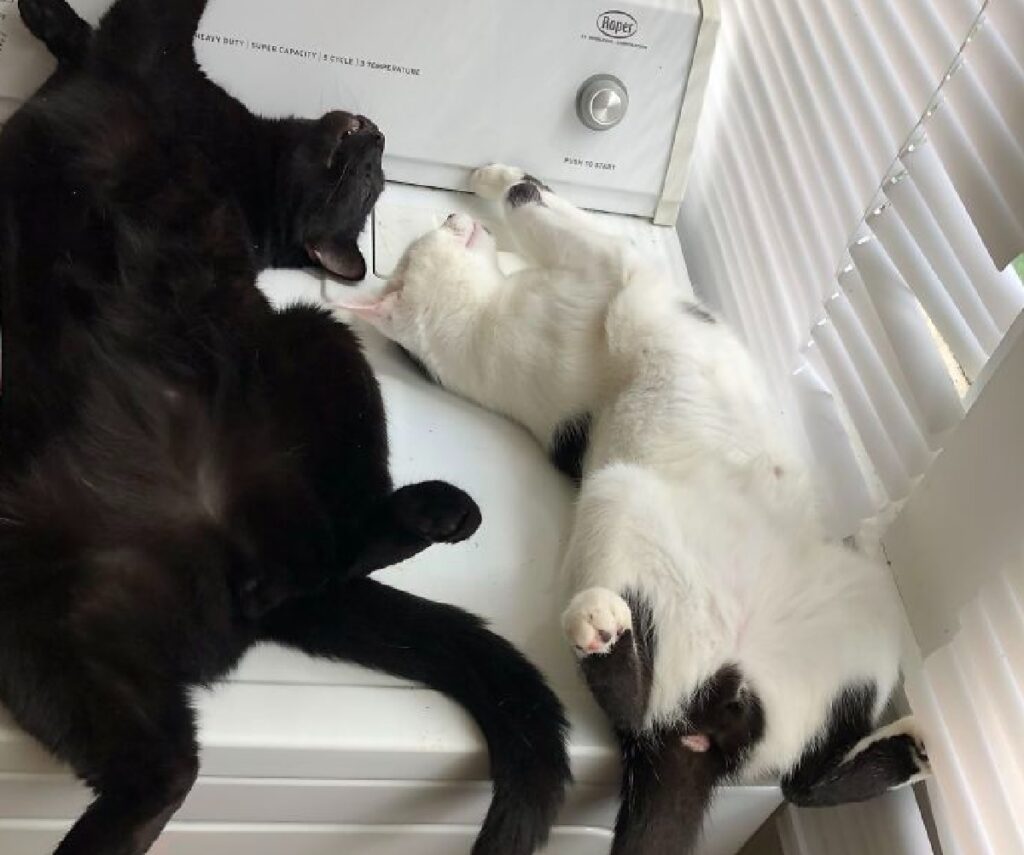 gatti nero e bianco su lavatrice