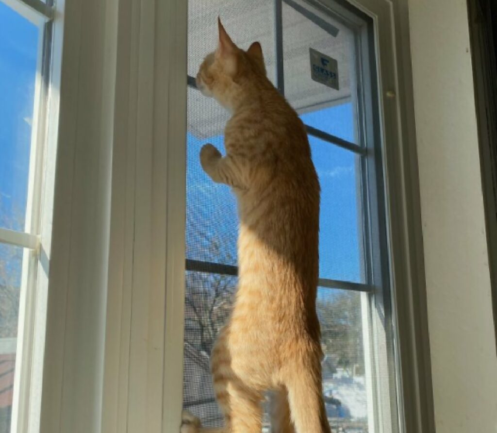 gatto arrampicato su finestra