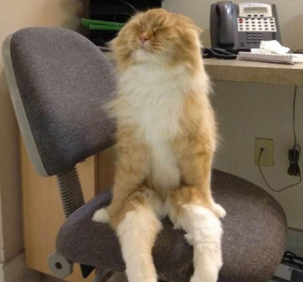gatto seduto su sedia