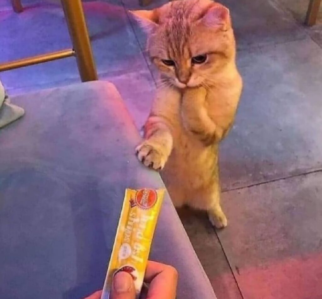 gatto viene offerta ricompensa