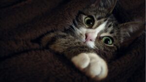 8 foto di gatti che affrontano questioni quotidiane dando il meglio di loro