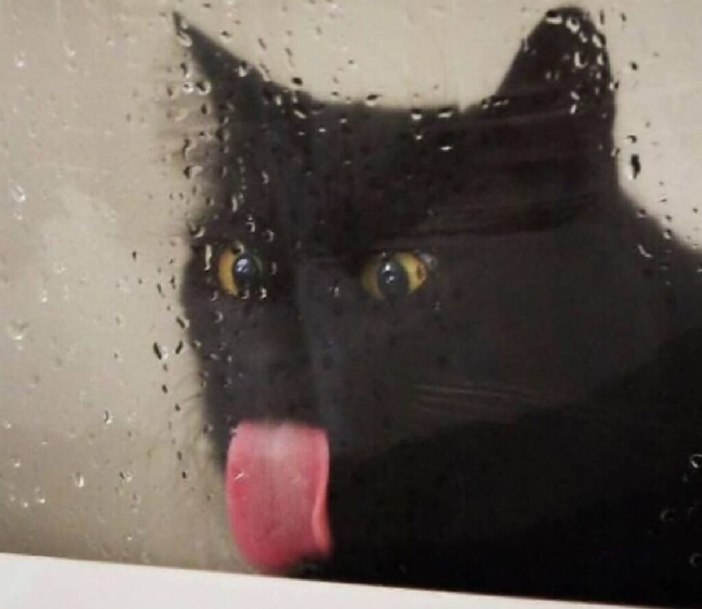 gatto nero lecca specchio