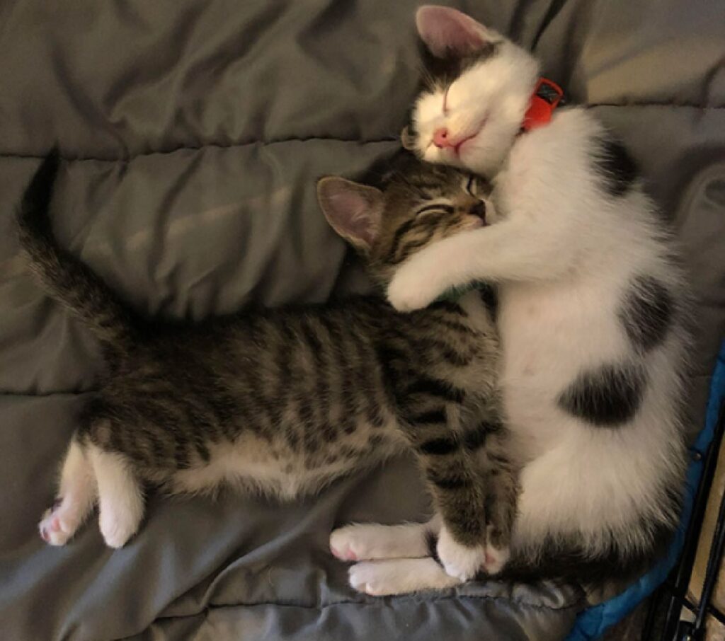 coppia gatti fratelli amore