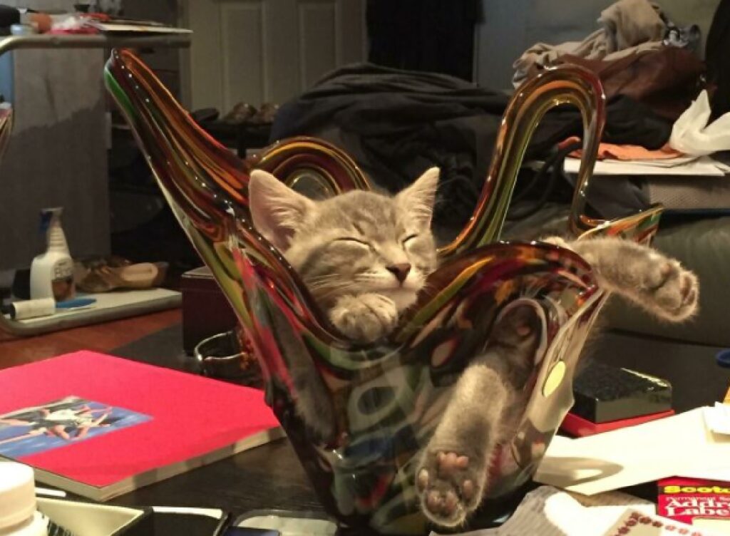 gatto dorme dentro ampolla