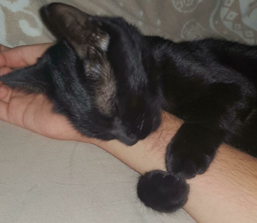 gatto nero abbraccia mano