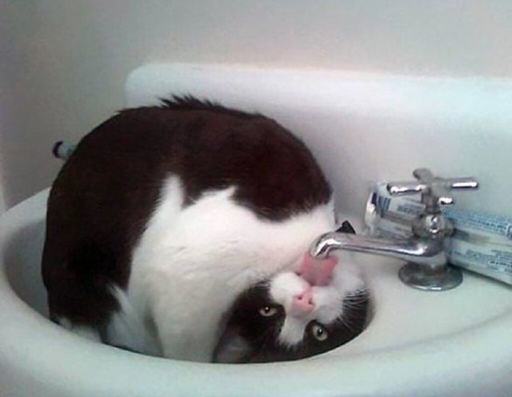gatto bianco nero acqua