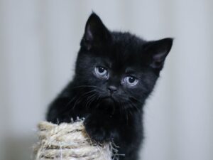 8 foto di gatti che ci dimostrano perché sono così amati dal mondo del web