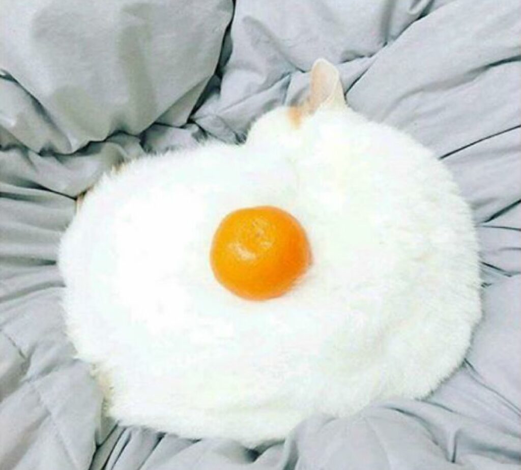 gattino bianco sembra uovo