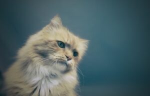 8 foto di gatti che ci dimostrano quale siano i mille motivi per i quali adottarli