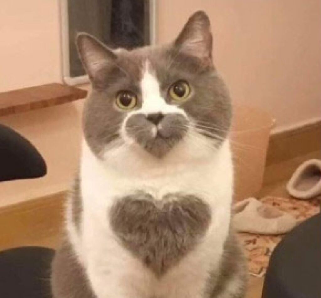 gatto cuore sul petto