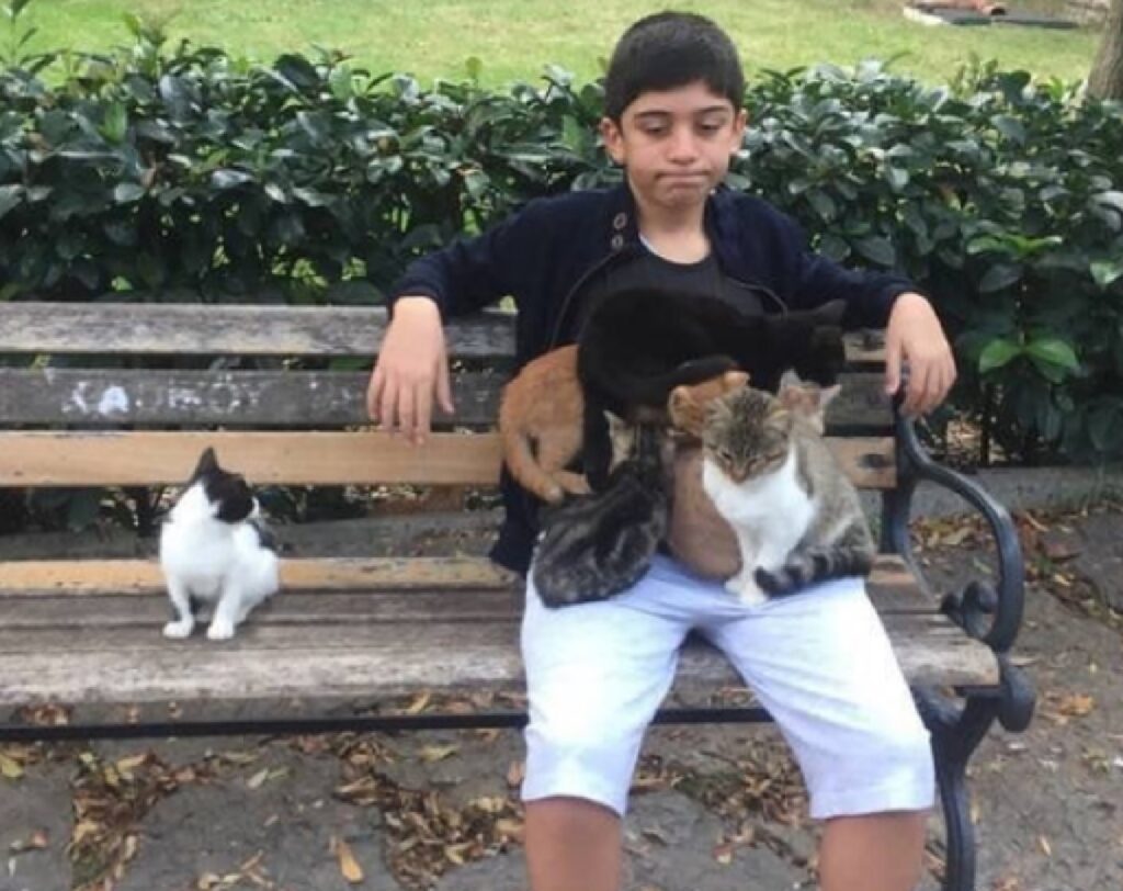 gatto non fanno sentire solo ragazzo