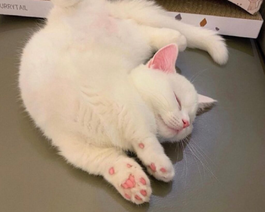 gatto bianco si stira