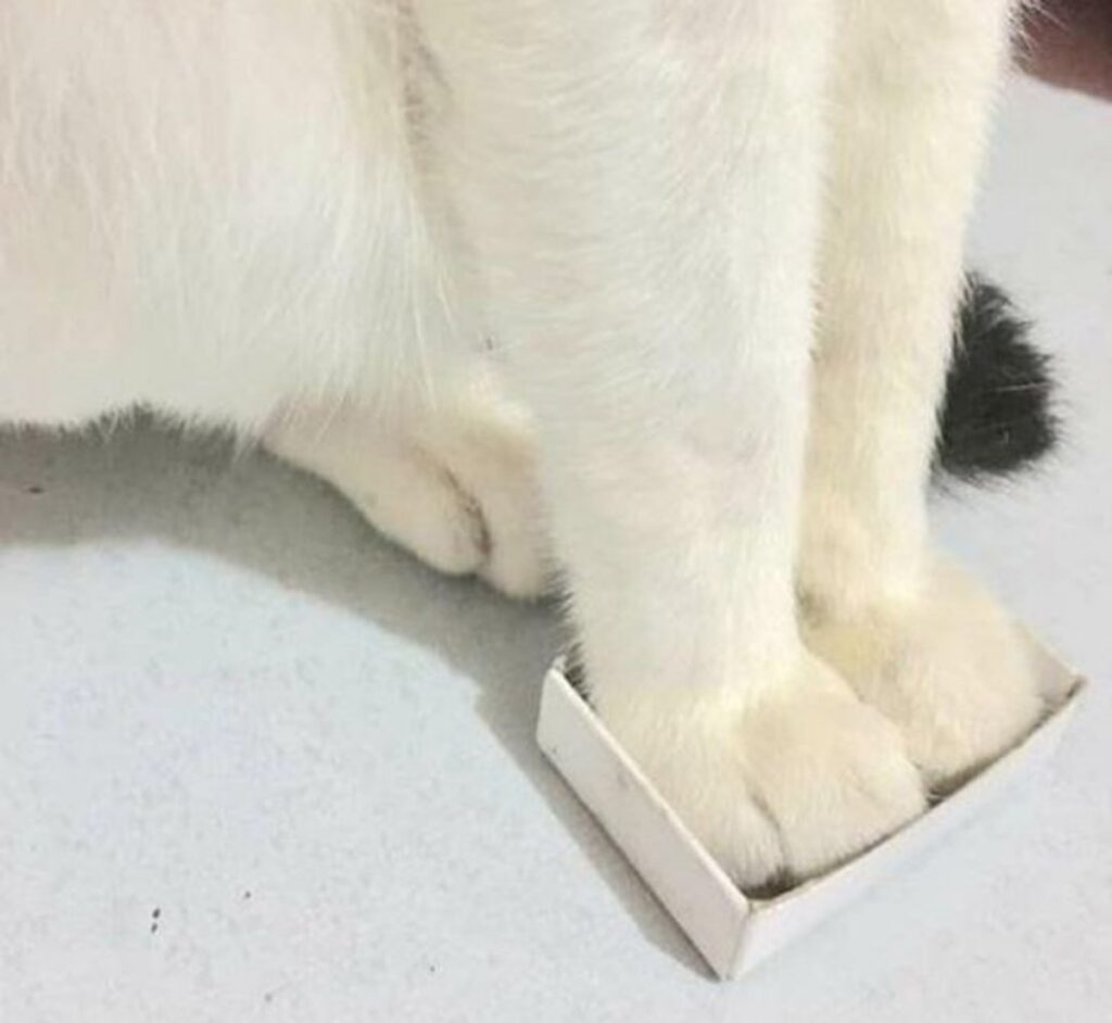 zampe gatto scatoletta