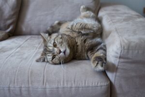 8 foto di gatti che hanno un rapporto “complicato” con i mobili
