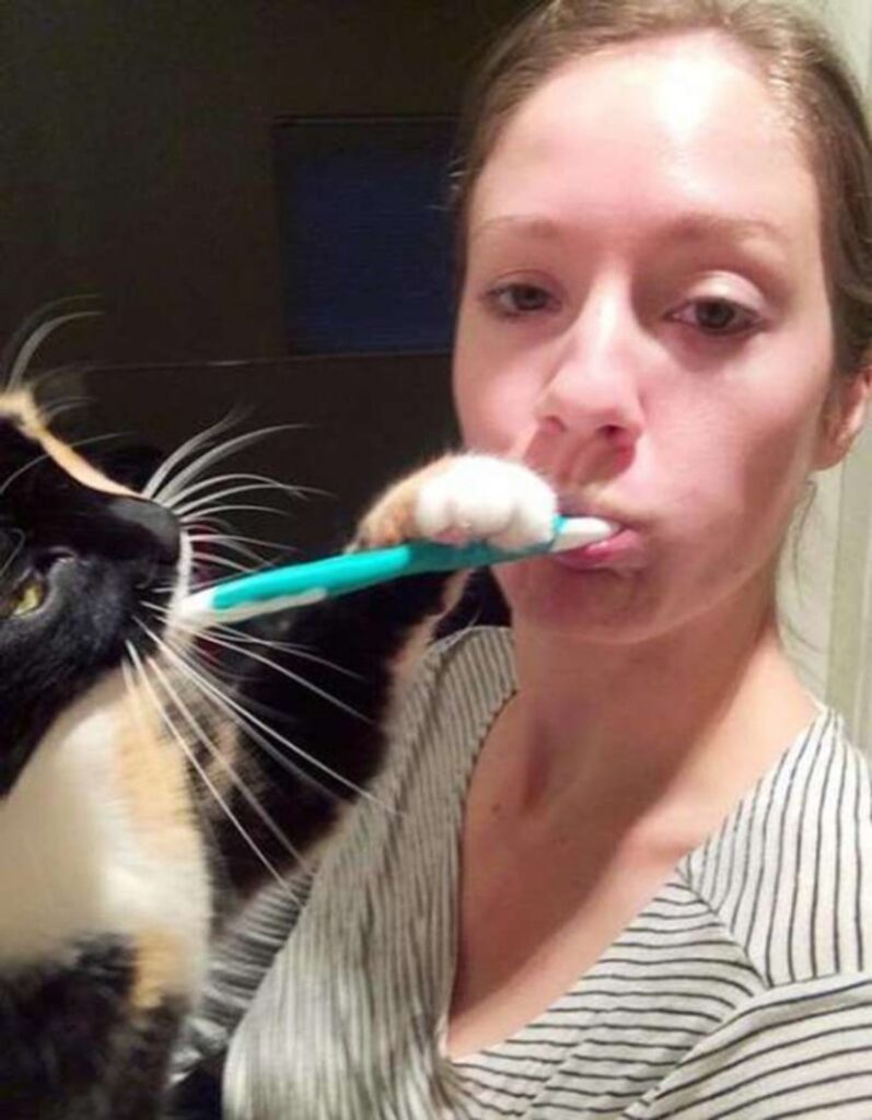 gatto mamma spazzolino
