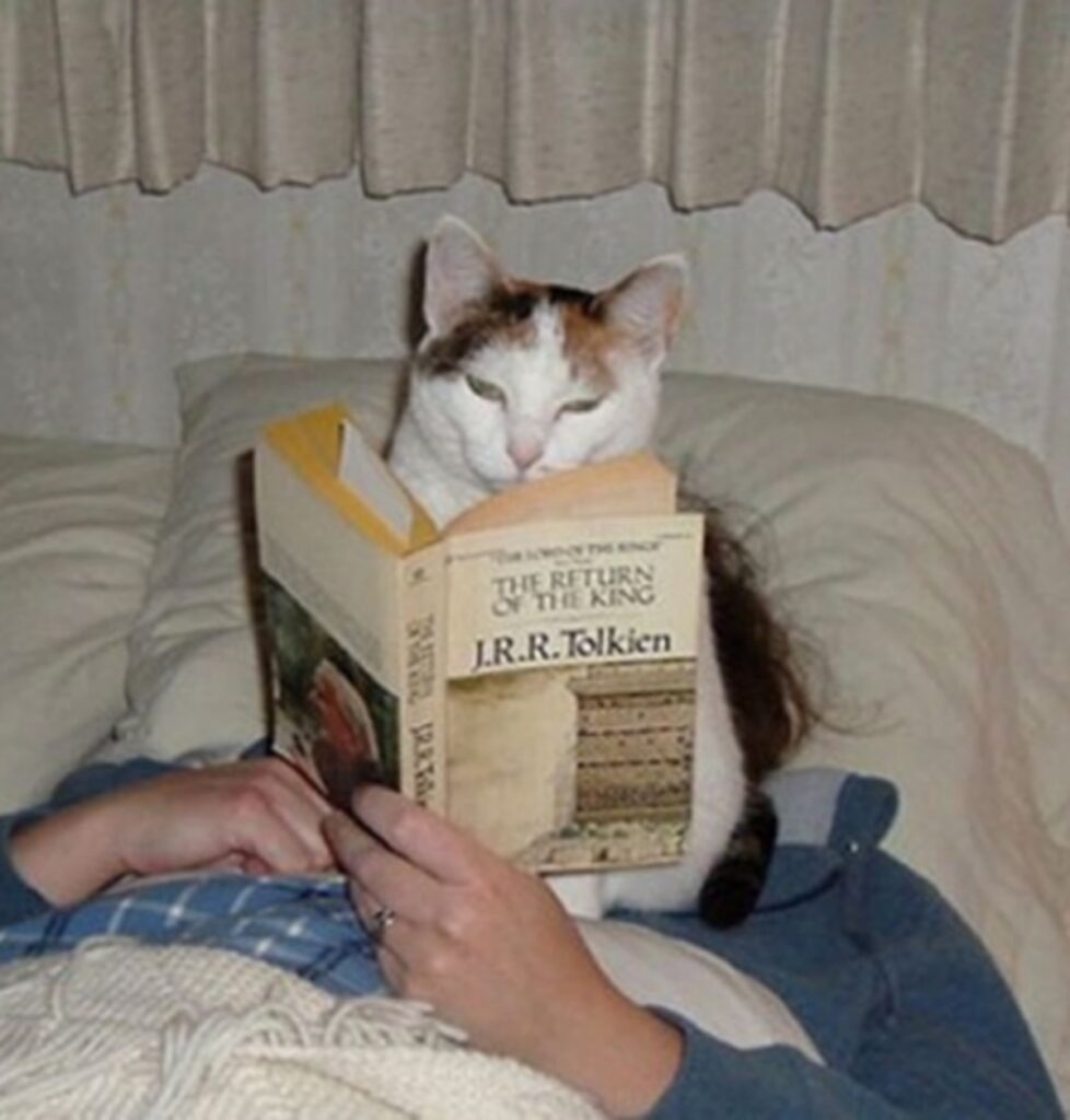 gatto libro leggere