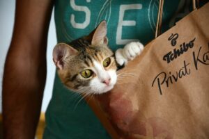 8 foto di gatti che non conoscono la parola “privacy”