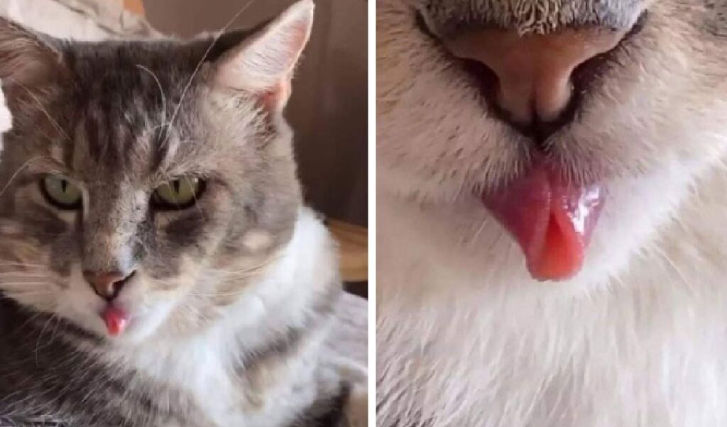 gatto trucco con lingua