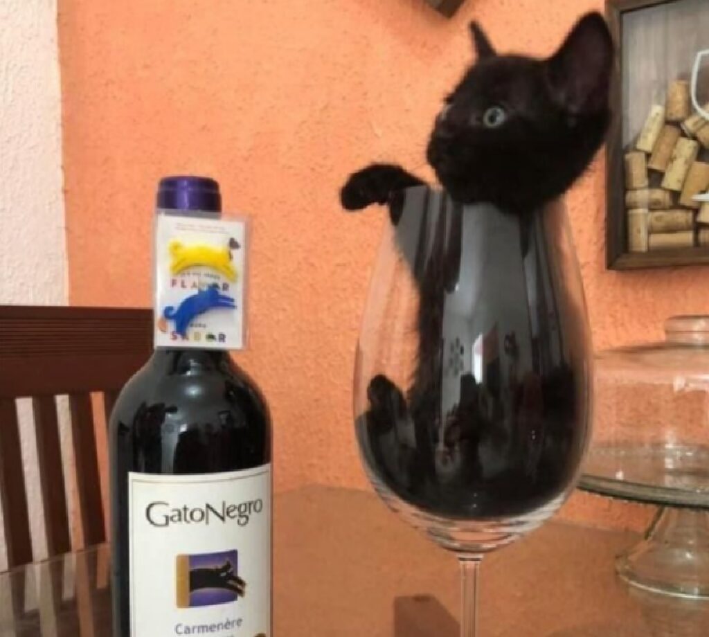 gatto dentro bicchiere di vino