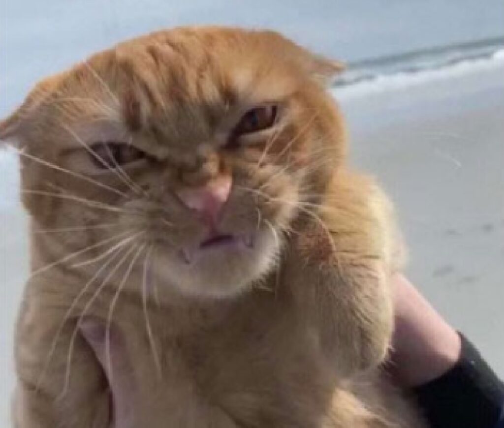 gatto adora la spiaggia