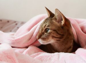 8 foto di gatti che non riescono a fare a meno del loro riposino quotidiano sotto le coperte