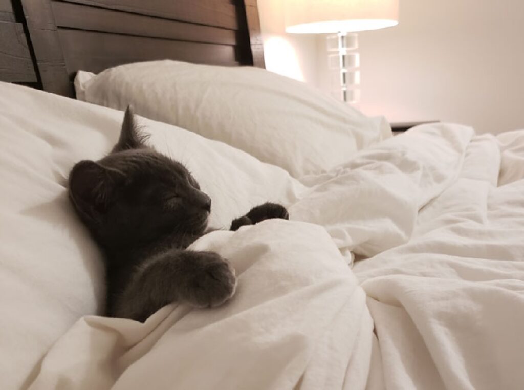 gatto grigio scuro lenzuola