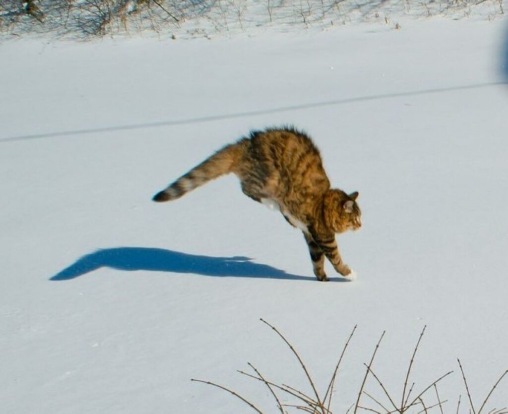 felino corsa buffo