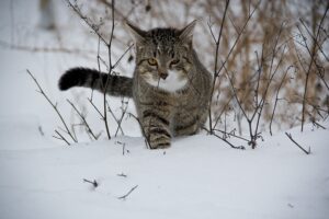 8 foto di gatti che non vanno troppo d’accordo con la neve