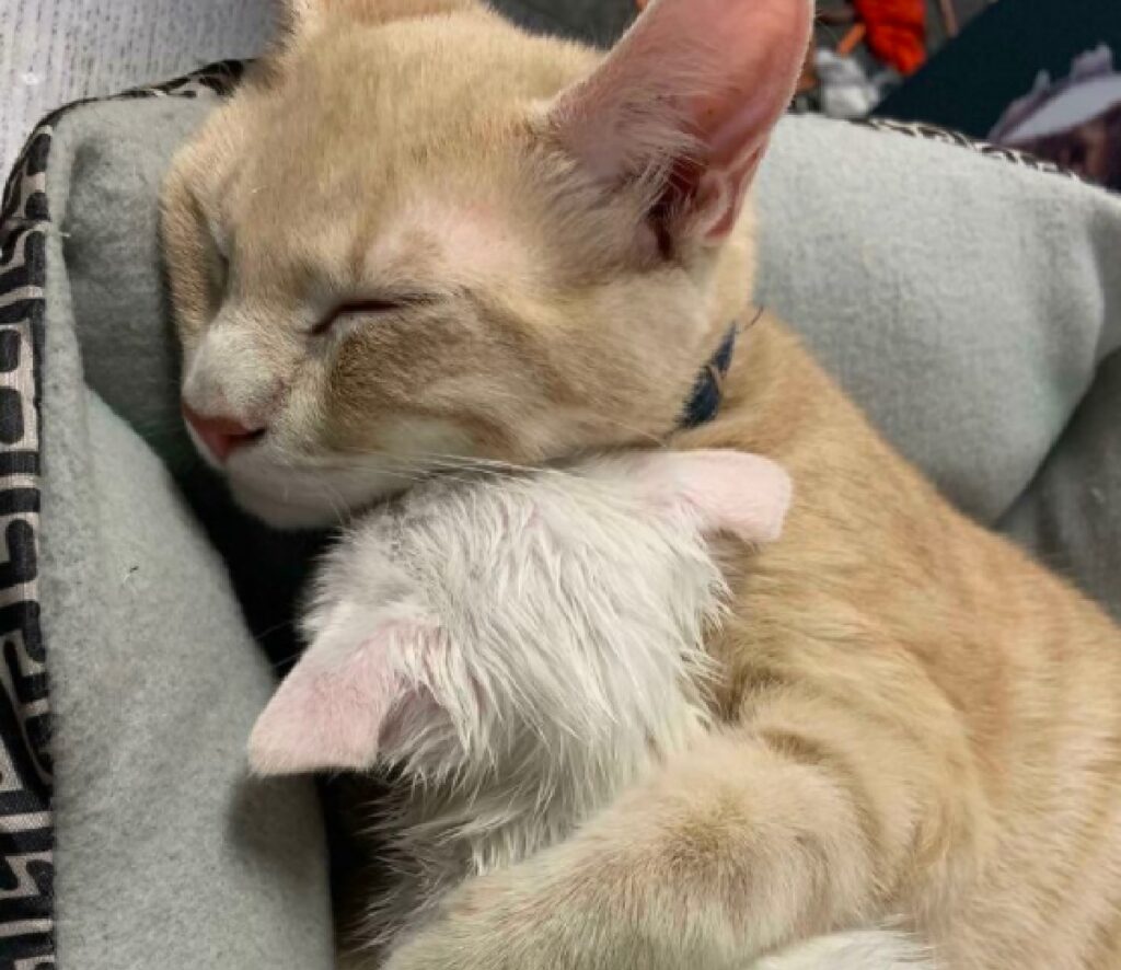 gatti dormono abbracciati