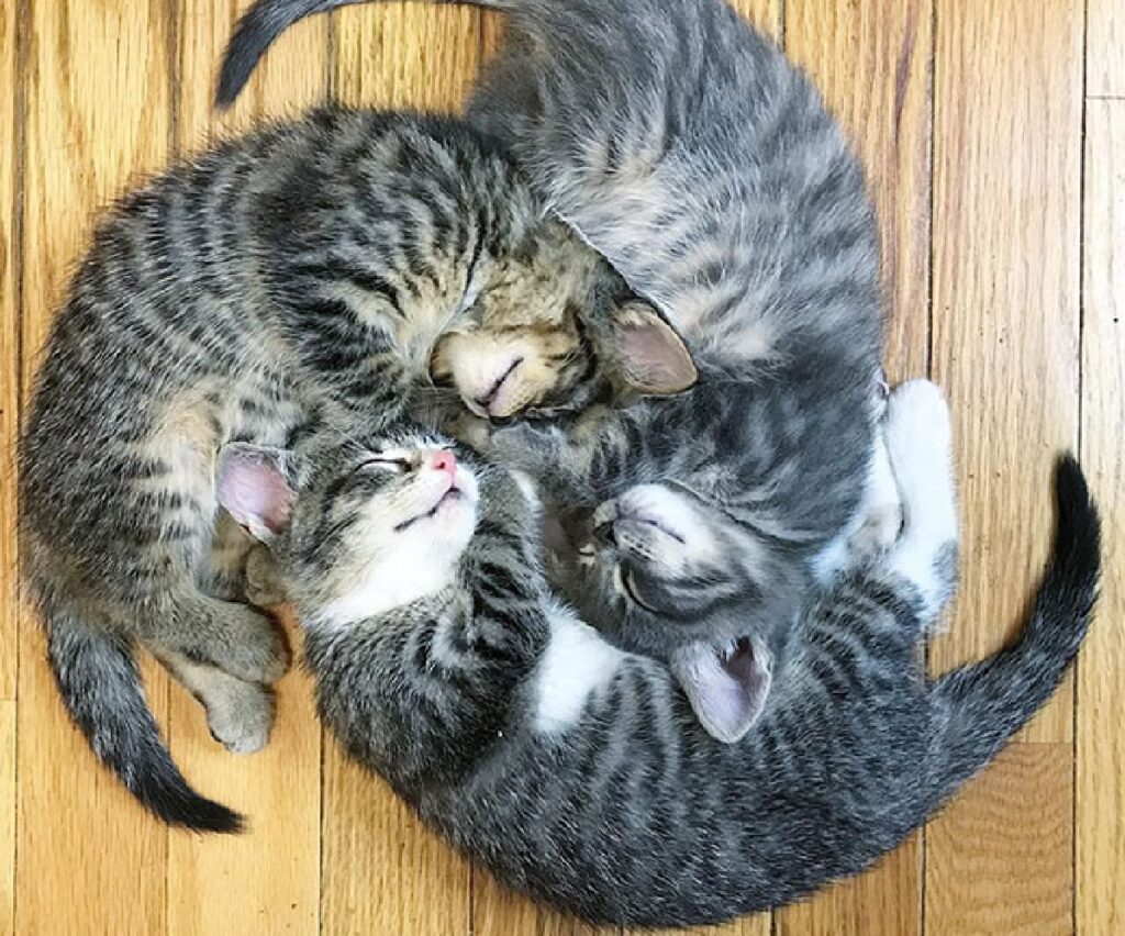 gatti trio per pisolino