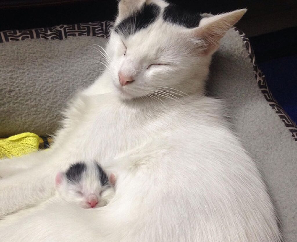 gatto bianco con cucciolo