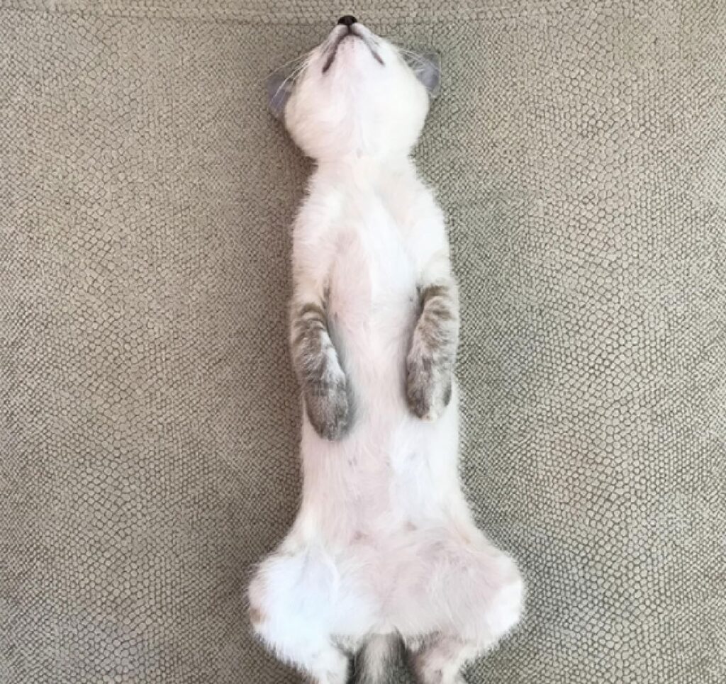 gatto bianco dorme pancia in su