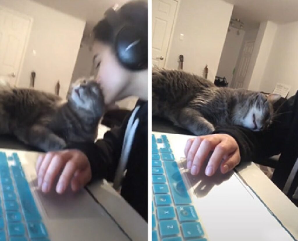 gatto risponde bene bacio