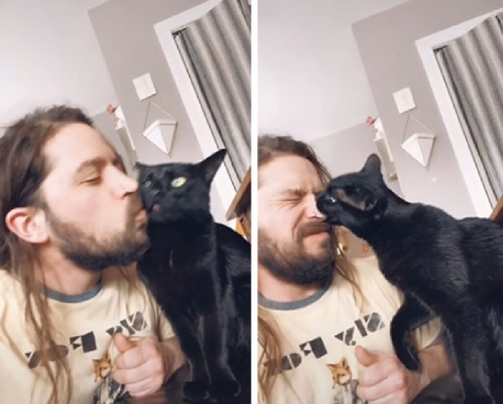 gatto bacio morde naso