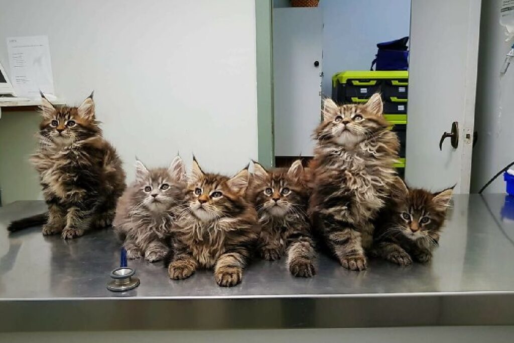 gruppo gatti maine coon