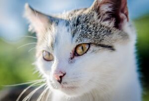 8 foto di gatti che rendono stupenda la vita all’interno delle cliniche veterinarie