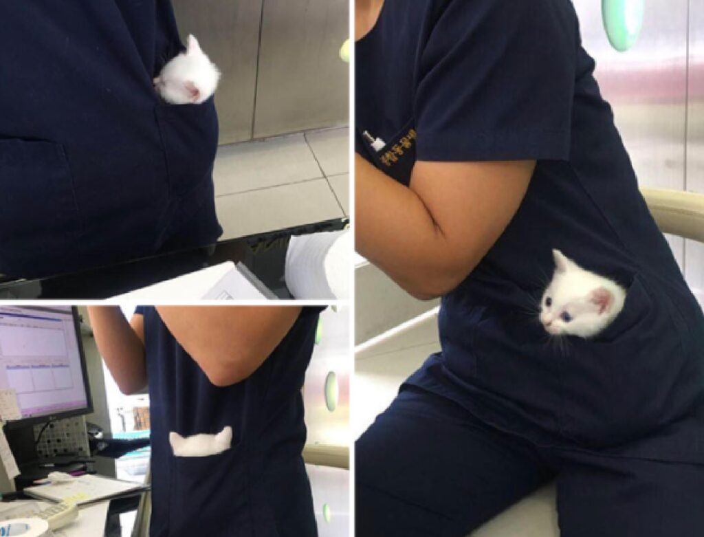 gattino bianco dentro tasca