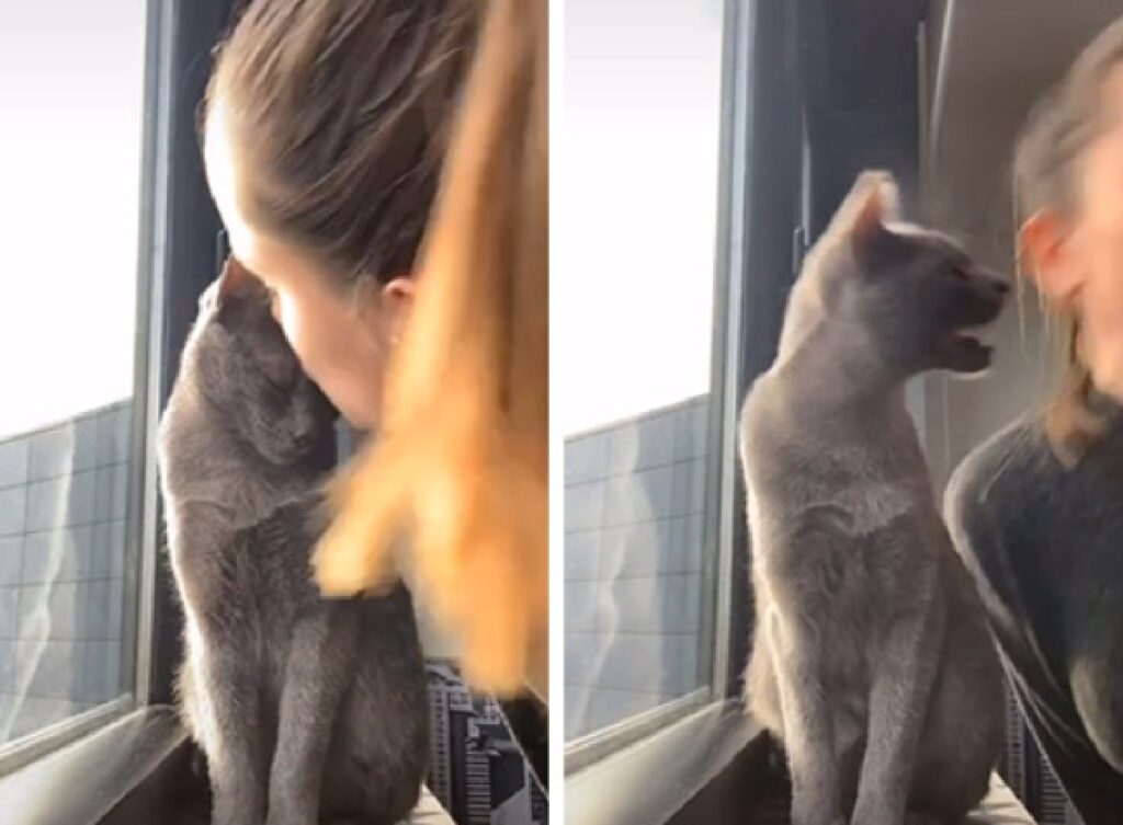 gatto grigio non accetta gesto